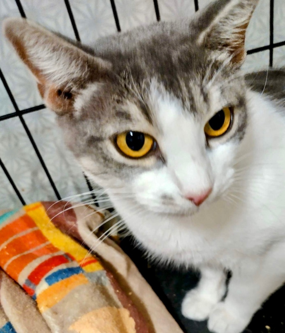 Peach, Young Female Domestic Short Hair