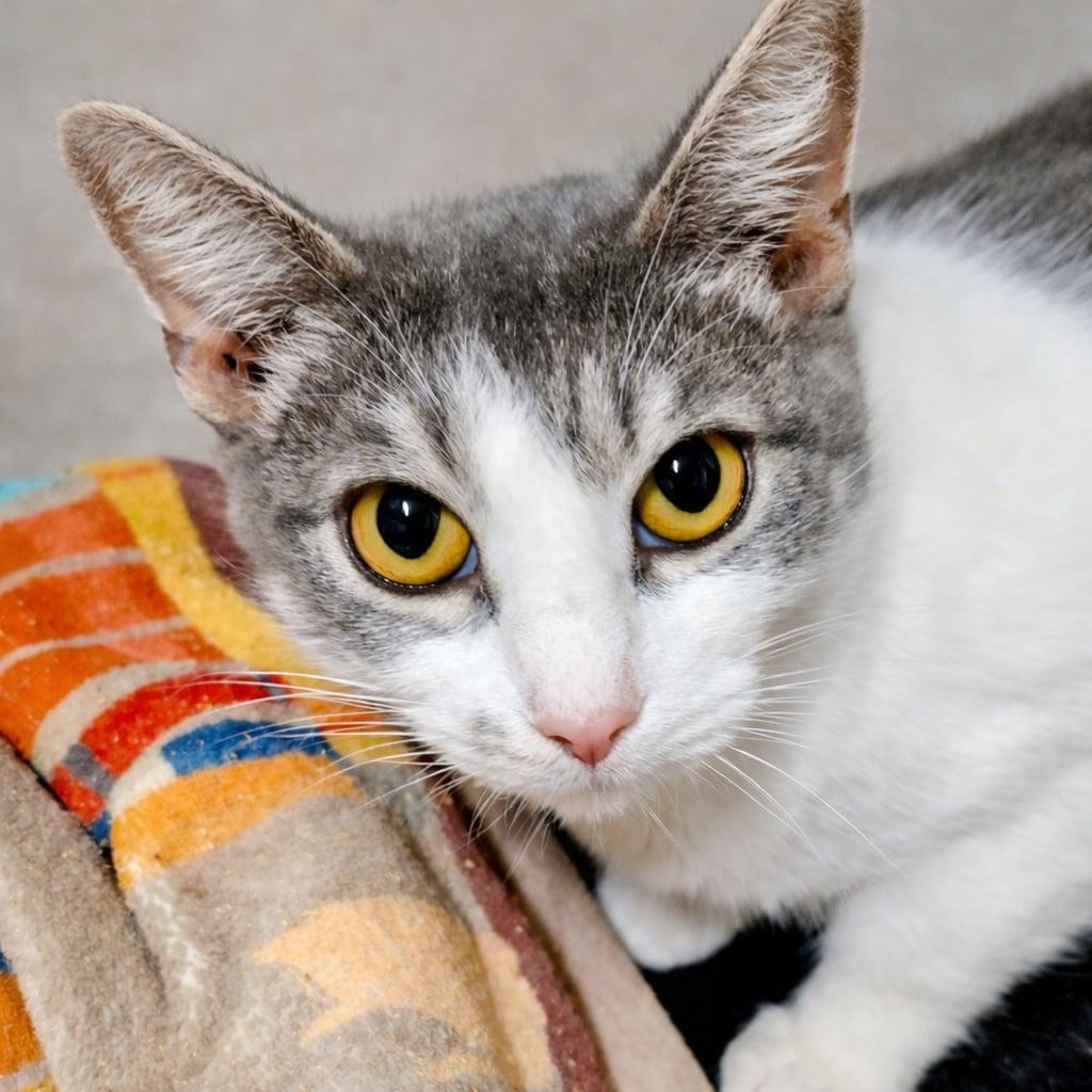 Enlarge Peach, a Adoptable Domestic Short Hair in Cranford, NJ image 1/5