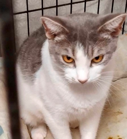 Peach, a Adoptable Domestic Short Hair in Cranford, NJ image 2/12