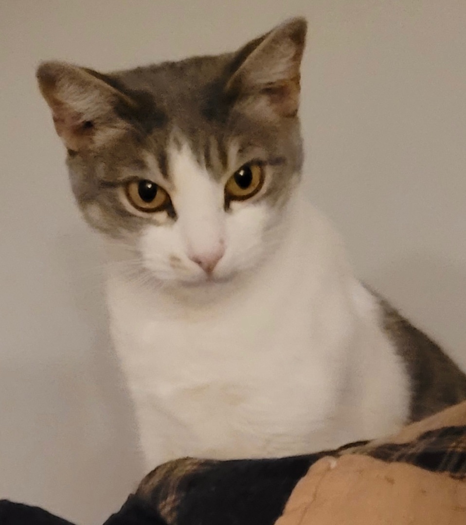 Peach, a Adoptable Domestic Short Hair in Cranford, NJ image 3/12