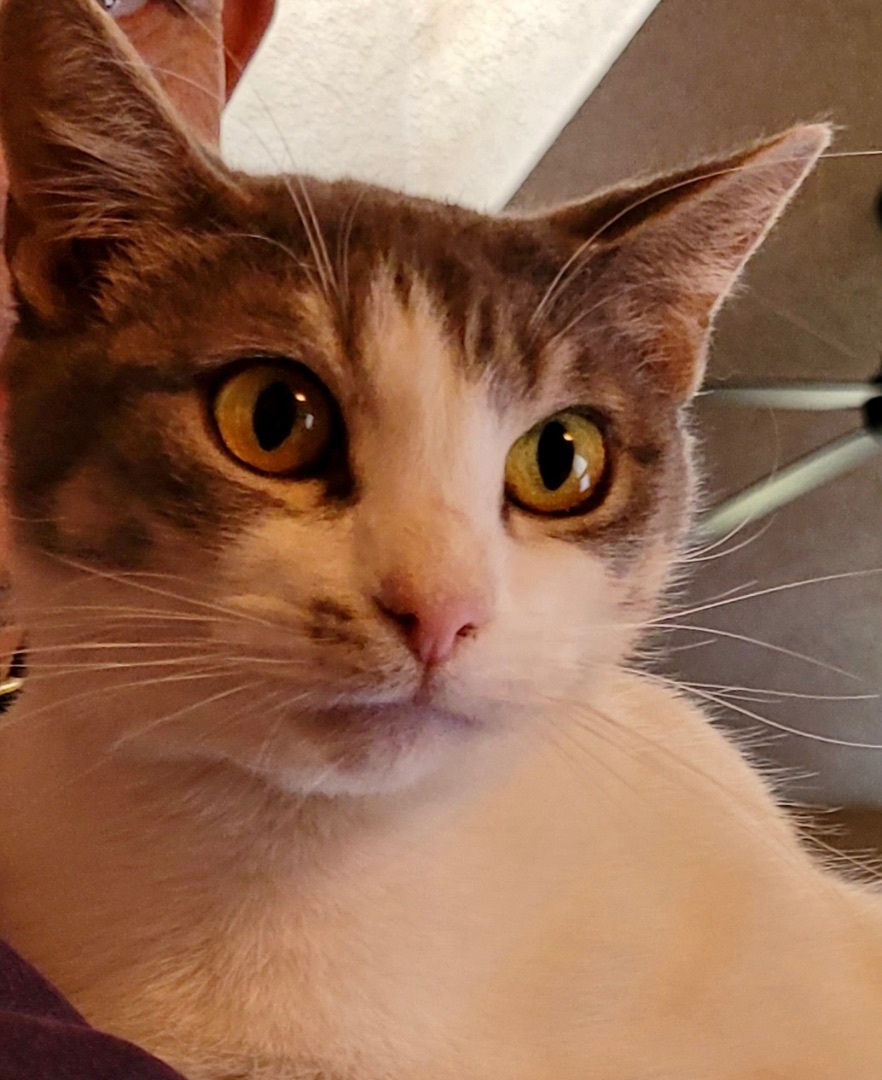 Peach, a Adoptable Domestic Short Hair in Cranford, NJ image 4/12