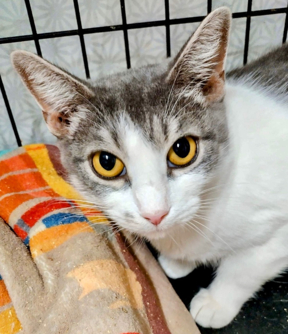 Peach, a Adoptable Domestic Short Hair in Cranford, NJ image 5/12