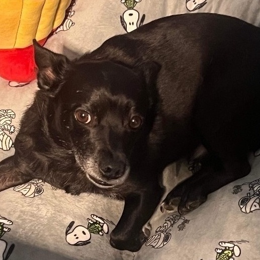 Stich & Sophie, an adoptable Chiweenie in Dallas, TX, 75214 | Photo Image 2