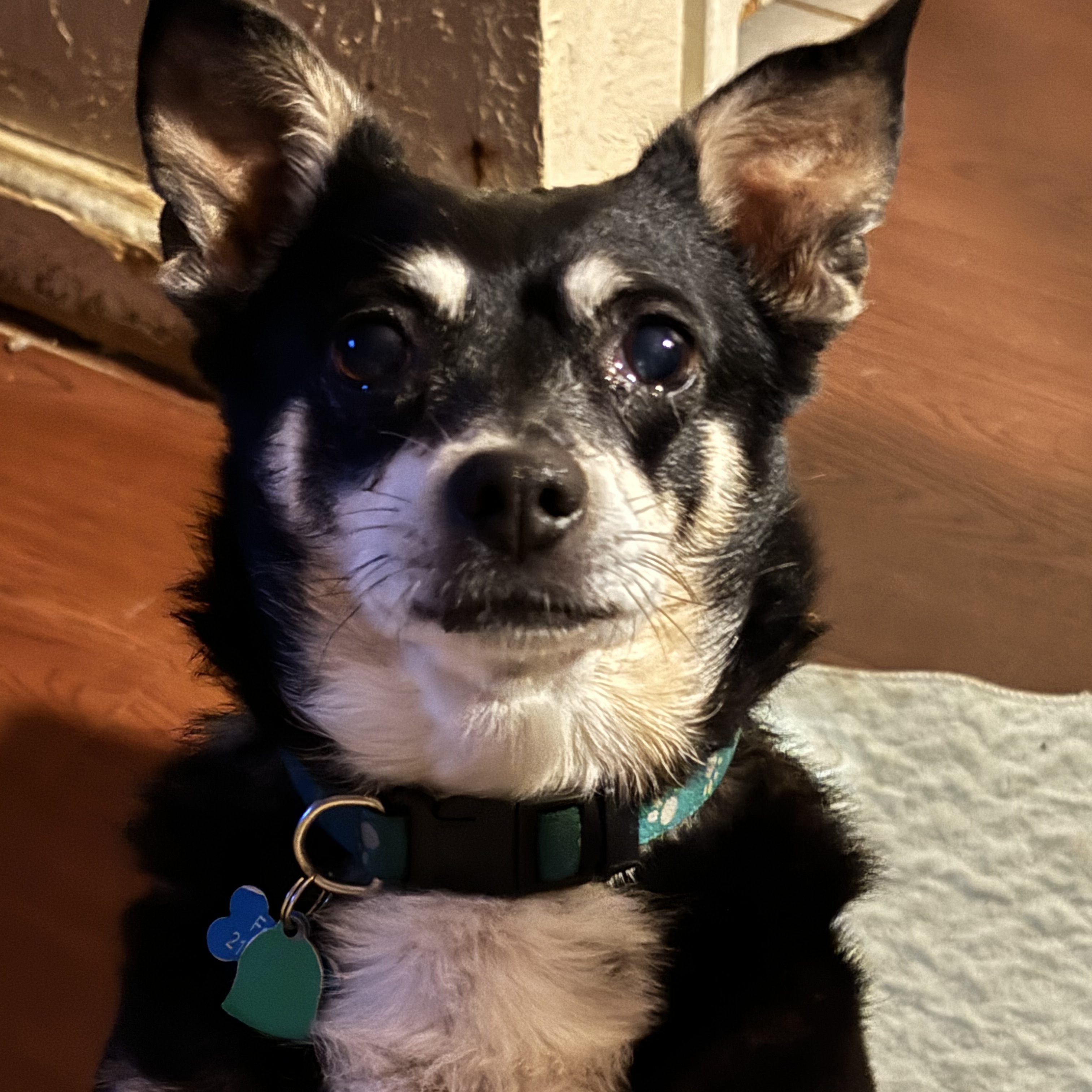 Stich & Sophie, an adoptable Chiweenie in Dallas, TX, 75214 | Photo Image 3