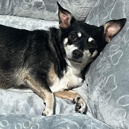Stich & Sophie, an adoptable Chiweenie in Dallas, TX, 75214 | Photo Image 1