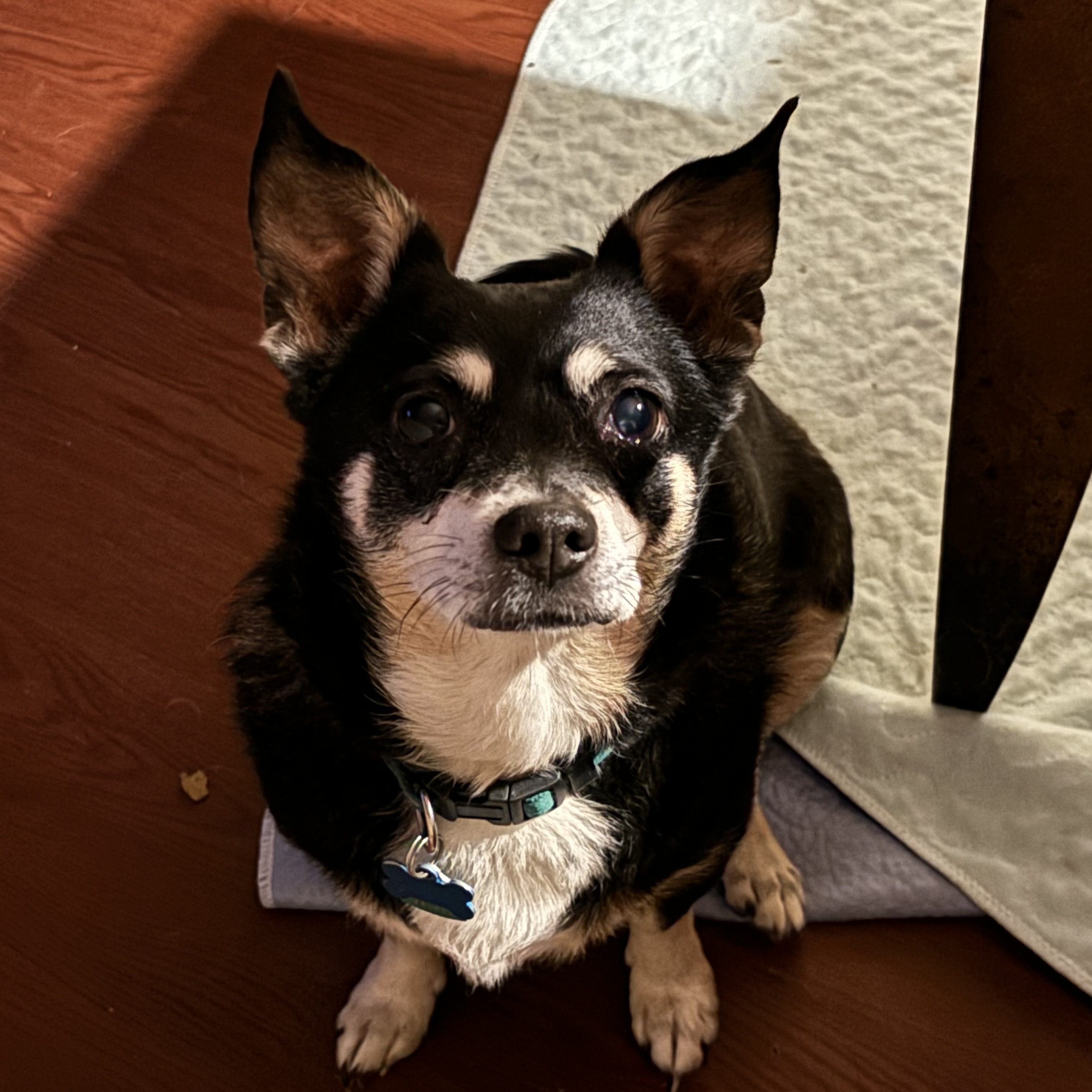 Stich & Sophie, an adoptable Chiweenie in Dallas, TX, 75214 | Photo Image 4