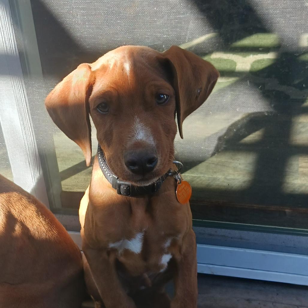 Enlarge Preston, a Adoptable mixed breed in Washougal, WA image 2/3