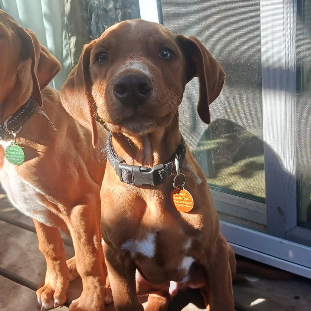 Enlarge Preston, a Adoptable mixed breed in Washougal, WA image 3/3