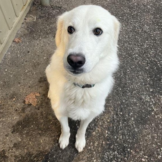Enlarge Emma, a Adoptable Maremma Sheepdog in Caledon, ON image 4/5