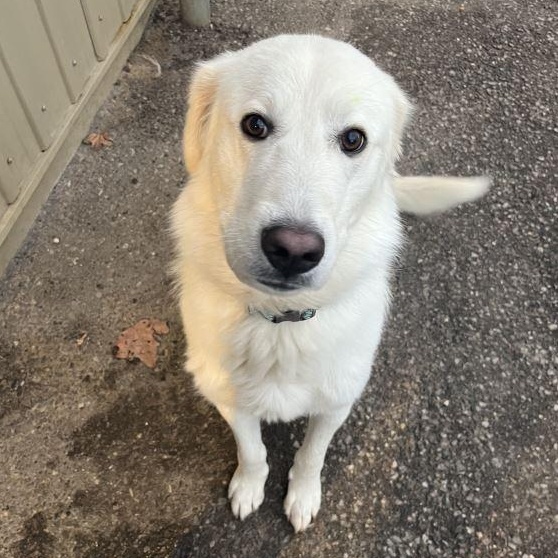 Enlarge Emma, a Adoptable Maremma Sheepdog in Caledon, ON image 2/5