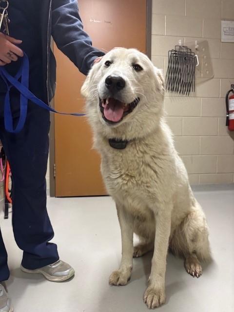 Enlarge Emma, a Adoptable Maremma Sheepdog in Caledon, ON image 5/5