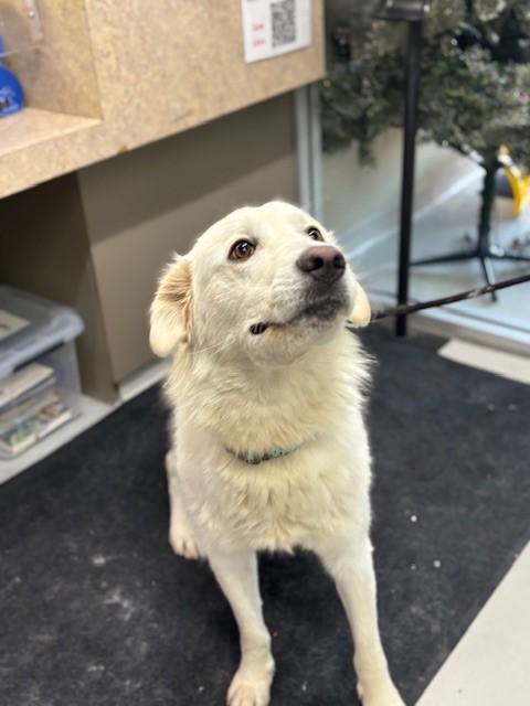 Enlarge Emma, a Adoptable Maremma Sheepdog in Caledon, ON image 3/5