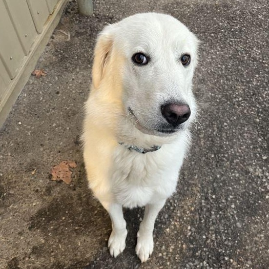 Enlarge Emma, a Adoptable Maremma Sheepdog in Caledon, ON image 1/5