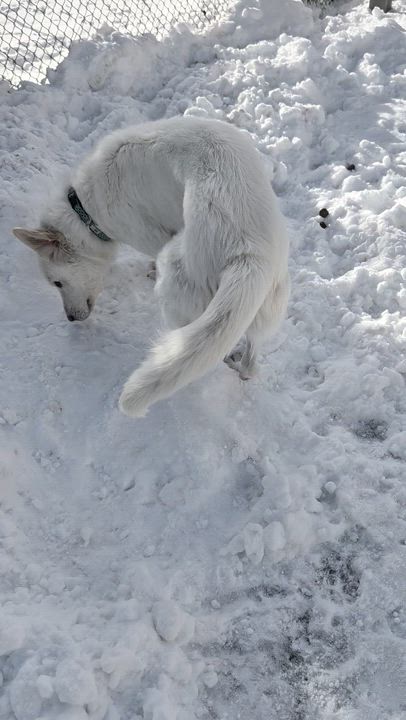 Enlarge Emma *SPECIAL NEEDS*, a Adoptable Maremma Sheepdog in Caledon, ON video 6/6