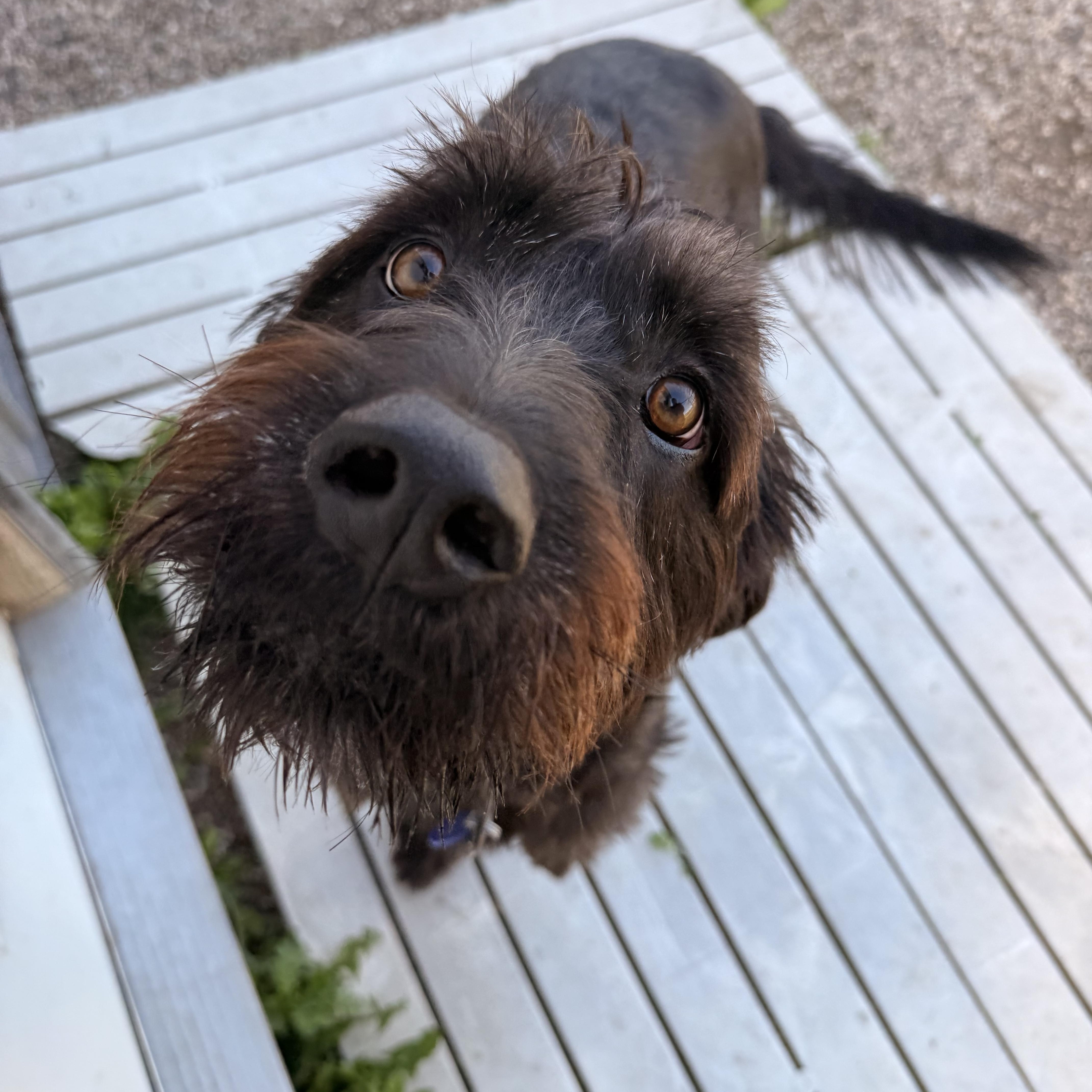 Enlarge Dennis, a Adoptable Labradoodle in Spencer, IA image 3/3