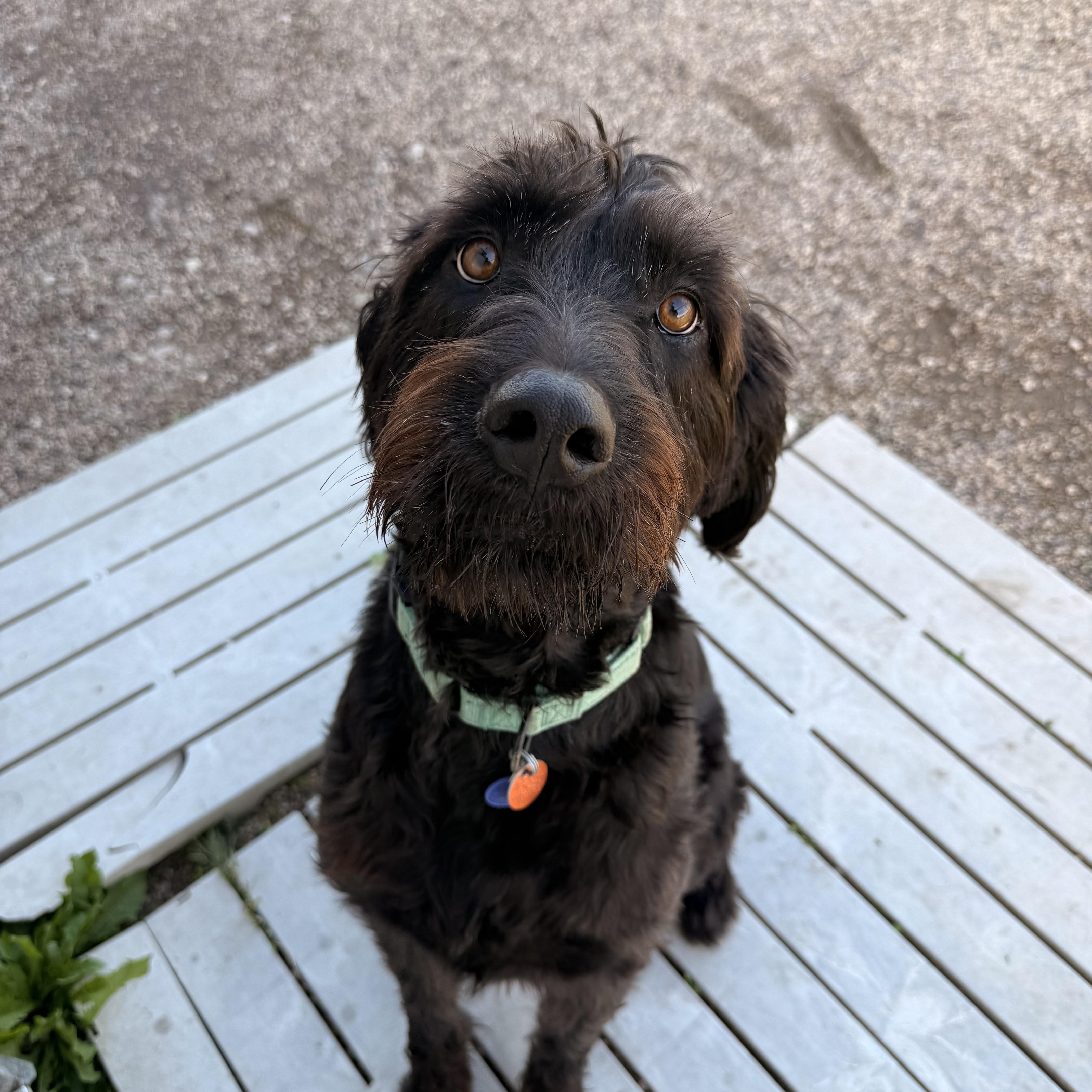 Enlarge Dennis, a Adoptable Labradoodle in Spencer, IA image 2/3