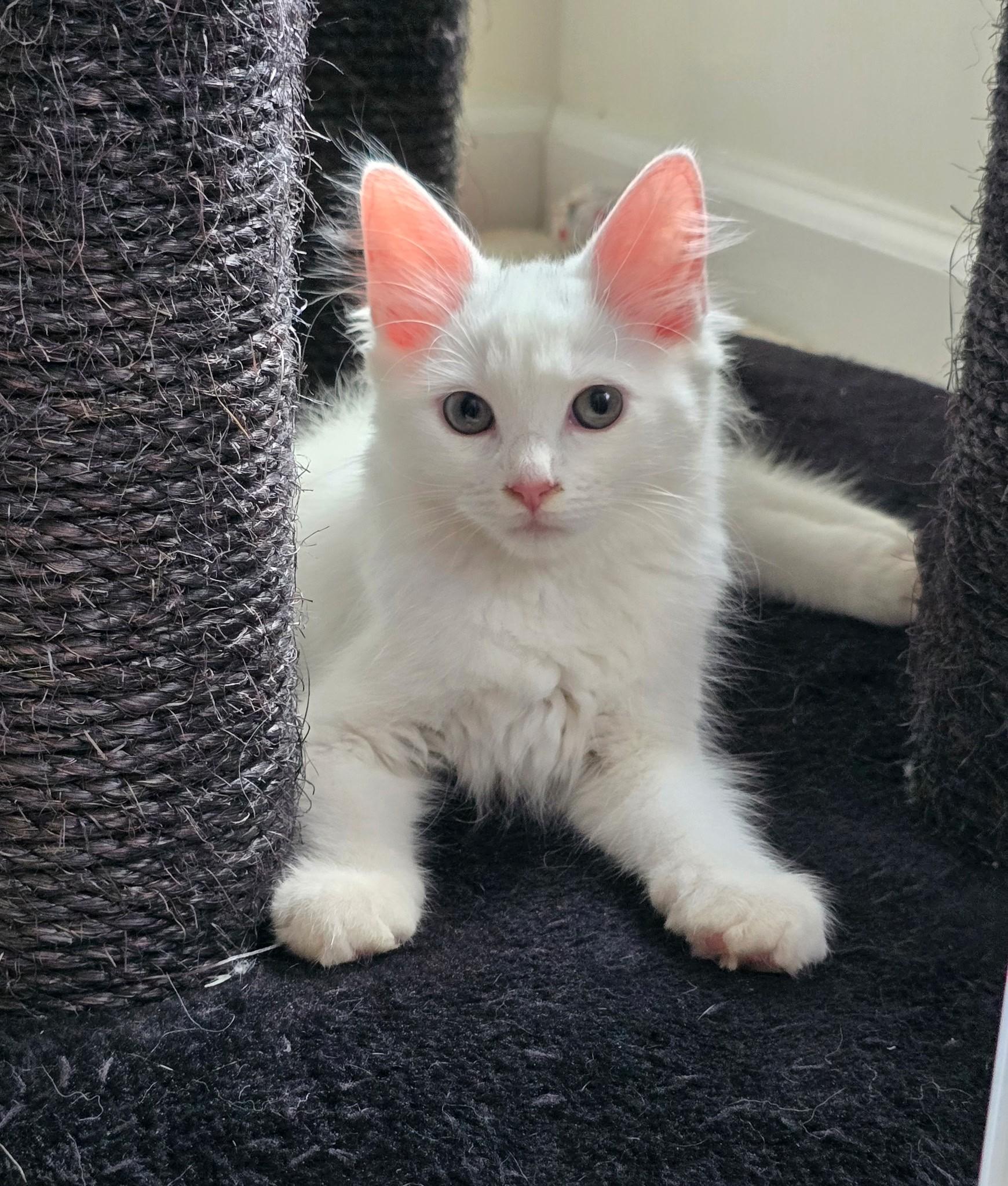 Hanzel and Gretel, Baby Female Domestic Long Hair