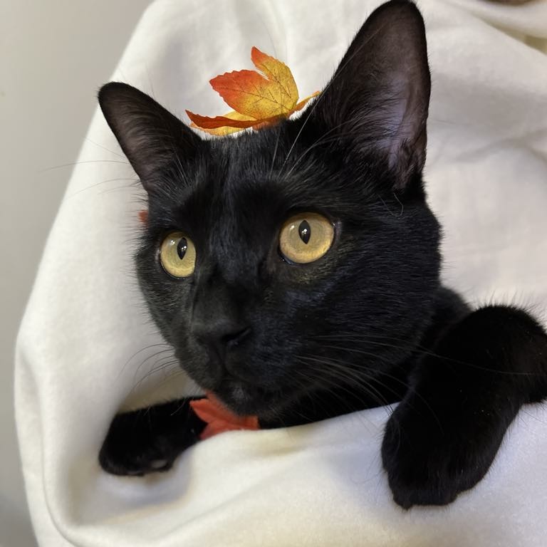 Snuggles, a Adoptable Domestic Short Hair in Portland, OR image 5/6