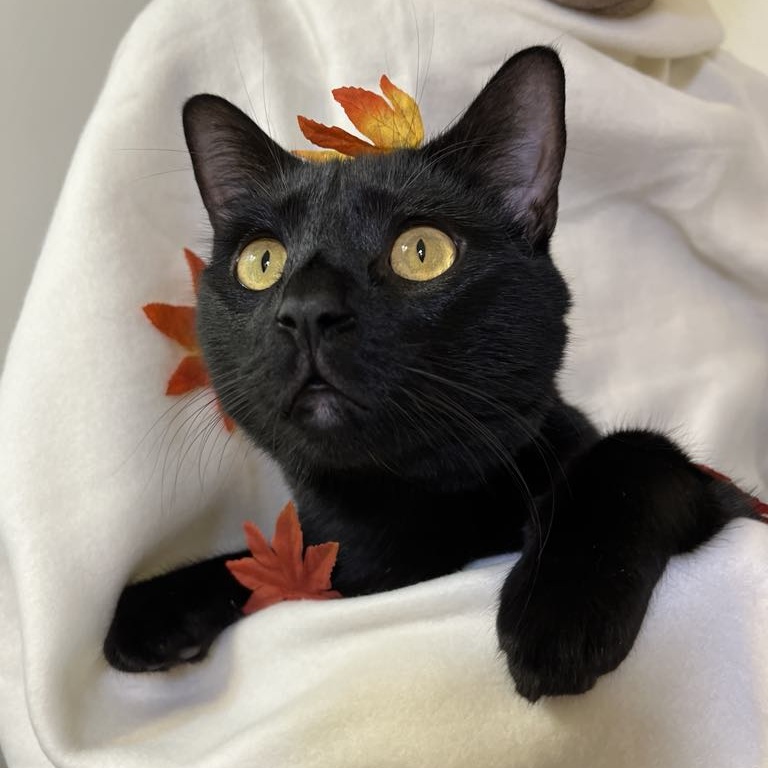 Snuggles, a Adoptable Domestic Short Hair in Portland, OR image 1/6
