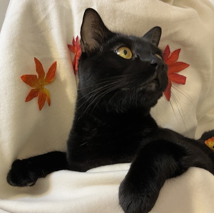 Snuggles, a Adoptable Domestic Short Hair in Portland, OR image 3/6