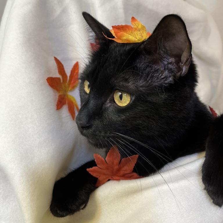 Snuggles, a Adoptable Domestic Short Hair in Portland, OR image 4/6