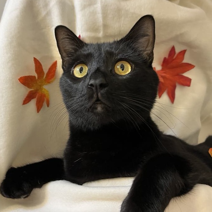 Snuggles (special needs), an adoptable Domestic Short Hair in Portland, OR, 97225 | Photo Image 2