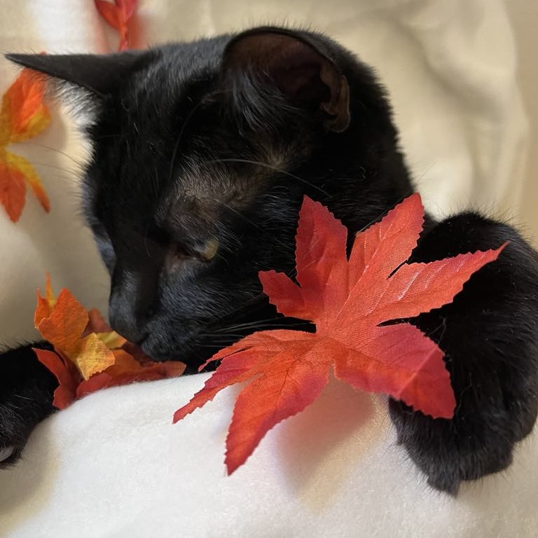 Snuggles, a Adoptable Domestic Short Hair in Portland, OR image 6/6