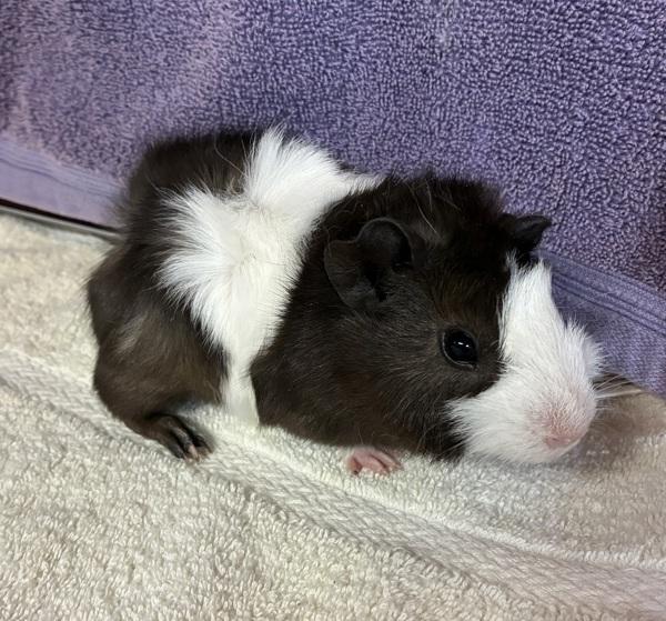 Enlarge Tofu, a Adoptable mixed breed in Monterey, CA image 1/1