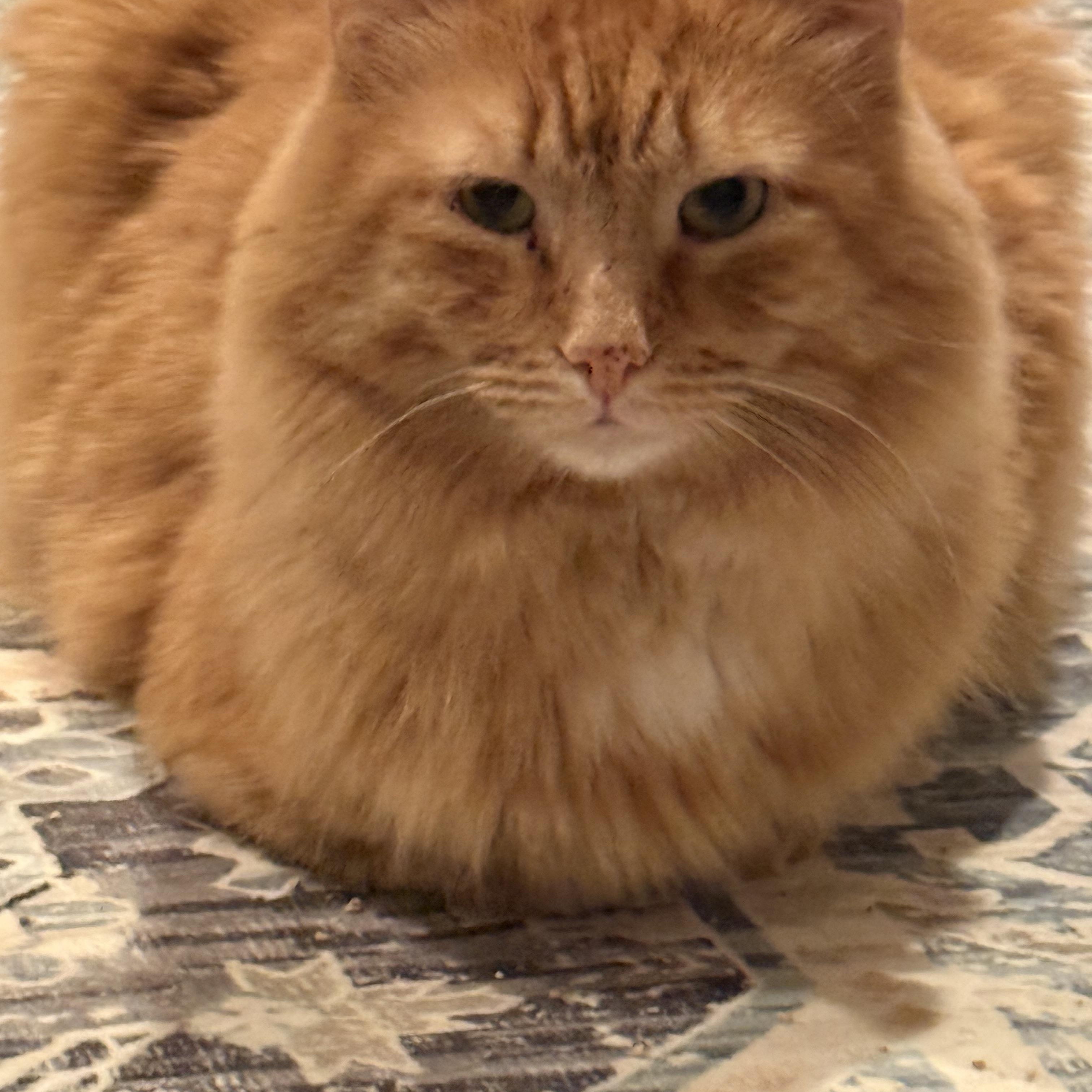 Buddy , an adopted Domestic Long Hair in Old Bridge, NJ image 2/3