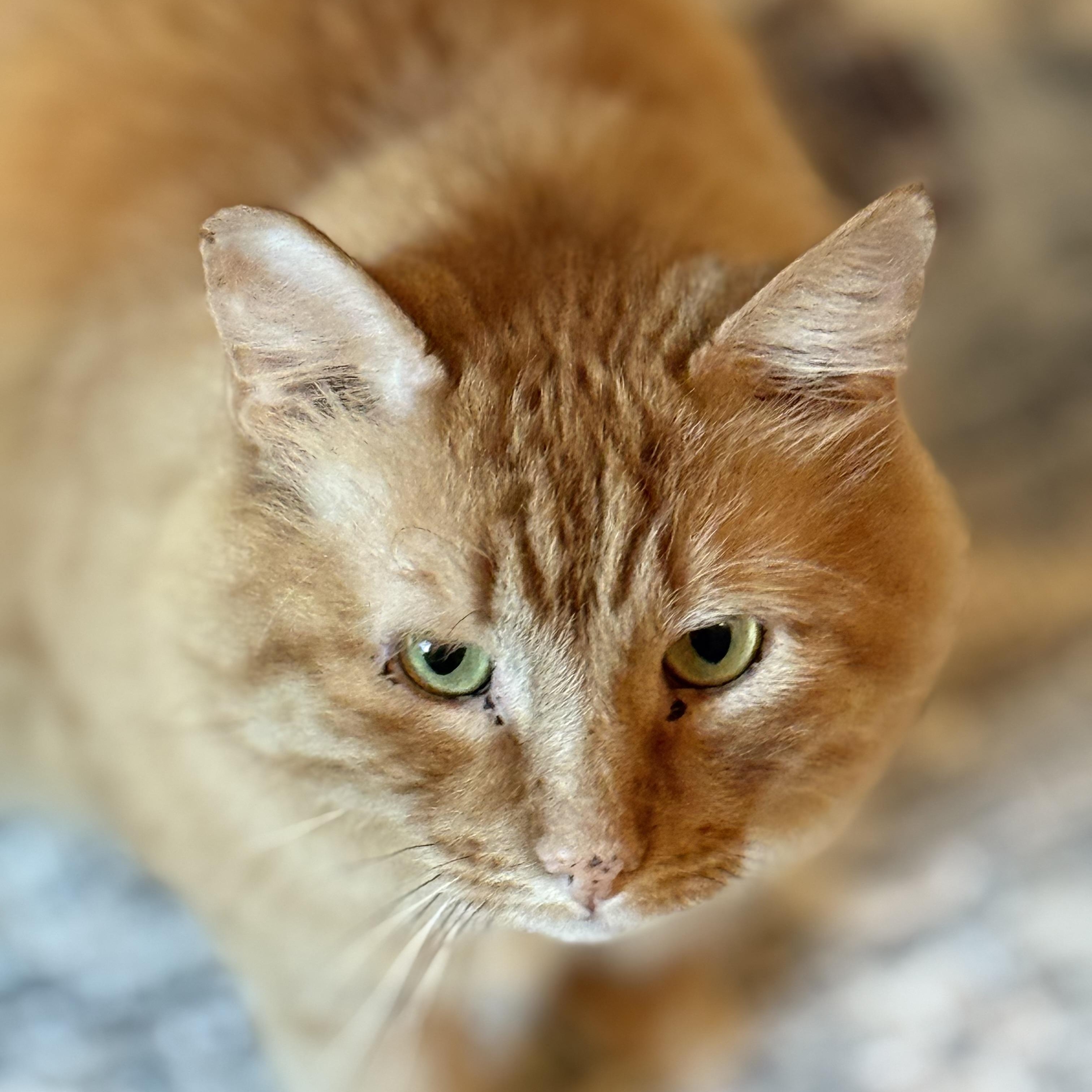 Buddy , an adopted Domestic Long Hair in Old Bridge, NJ image 1/3