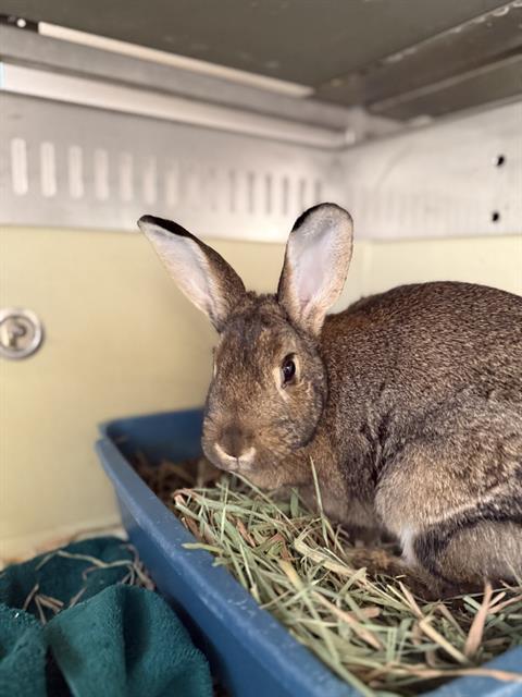 Enlarge BLOSSOM, a Adoptable Bunny Rabbit in West Valley City, UT image 1/1