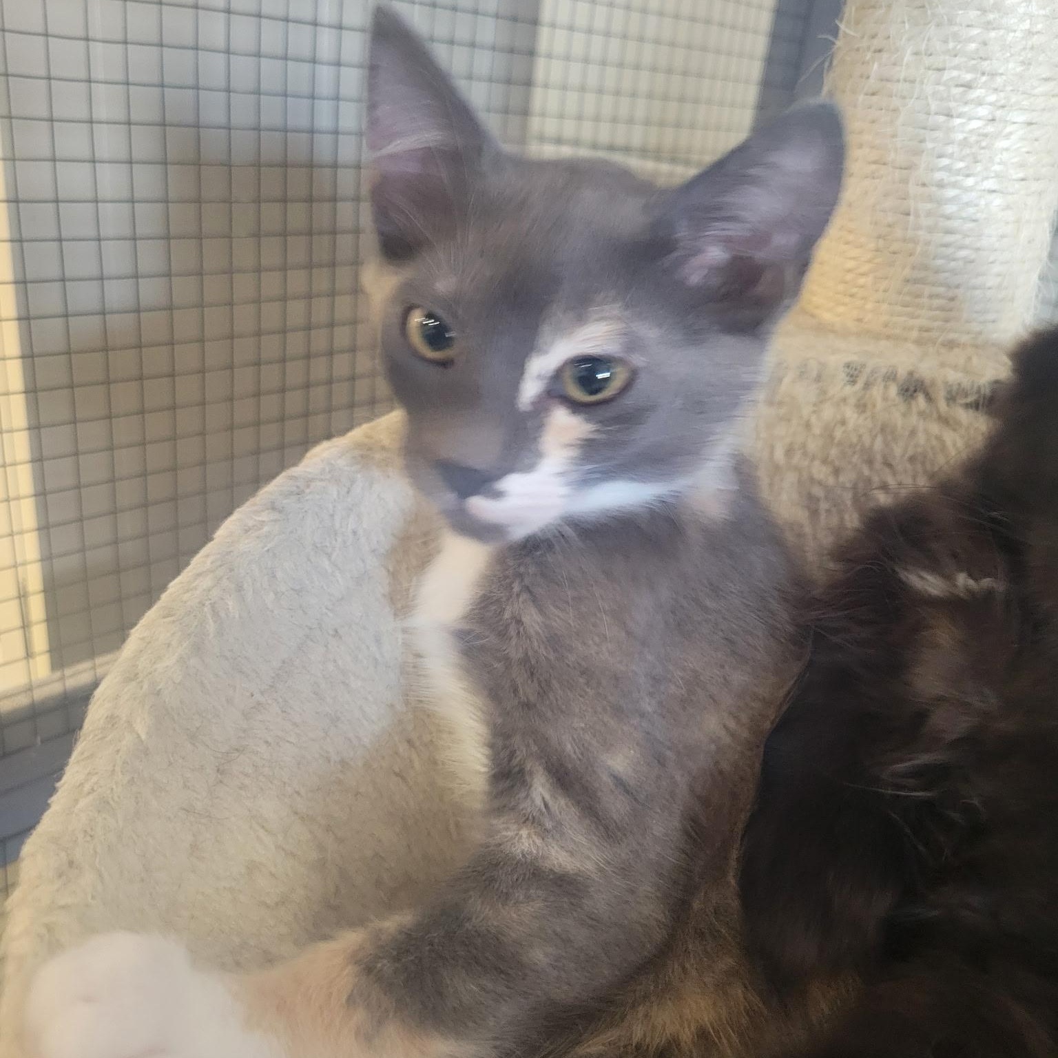Lucy, adopted, Kitten Female Domestic Short Hair.