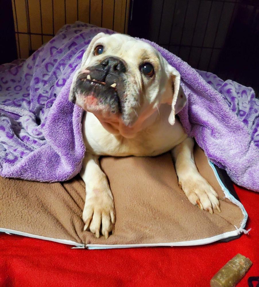 Victoria, Adoptable, Adult Female English Bulldog.