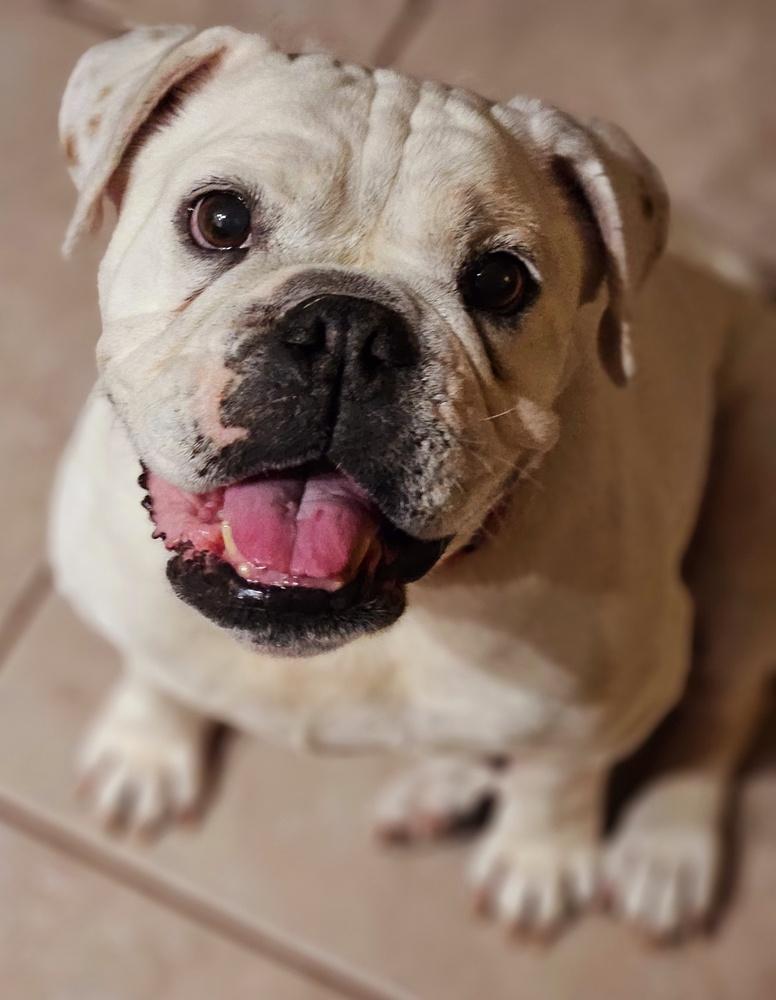 Victoria, a Adoptable English Bulldog in Lakeland, FL image 2/6