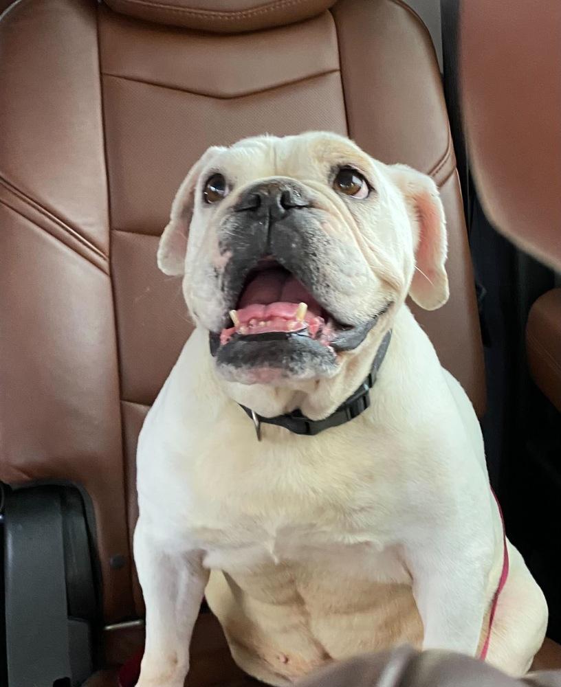 Victoria, a Adoptable English Bulldog in Lakeland, FL image 3/6