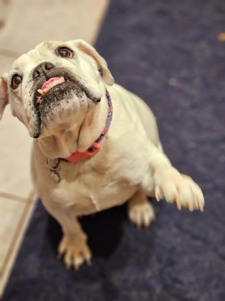 Victoria, a Adoptable English Bulldog in Lakeland, FL image 4/6