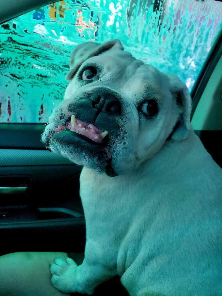 Victoria, a Adoptable English Bulldog in Lakeland, FL image 5/6