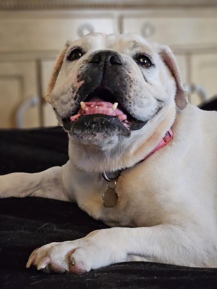 Victoria, a Adoptable English Bulldog in Lakeland, FL image 6/6