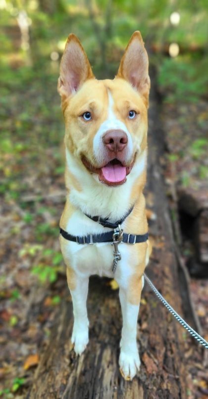 Ocean, a Adoptable mixed breed in Annapolis, MD image 1/6