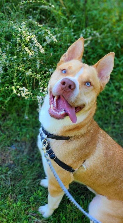 Ocean, a Adoptable mixed breed in Annapolis, MD image 2/6