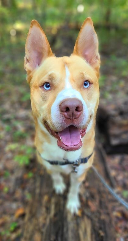 Ocean, a Adoptable mixed breed in Annapolis, MD image 3/6