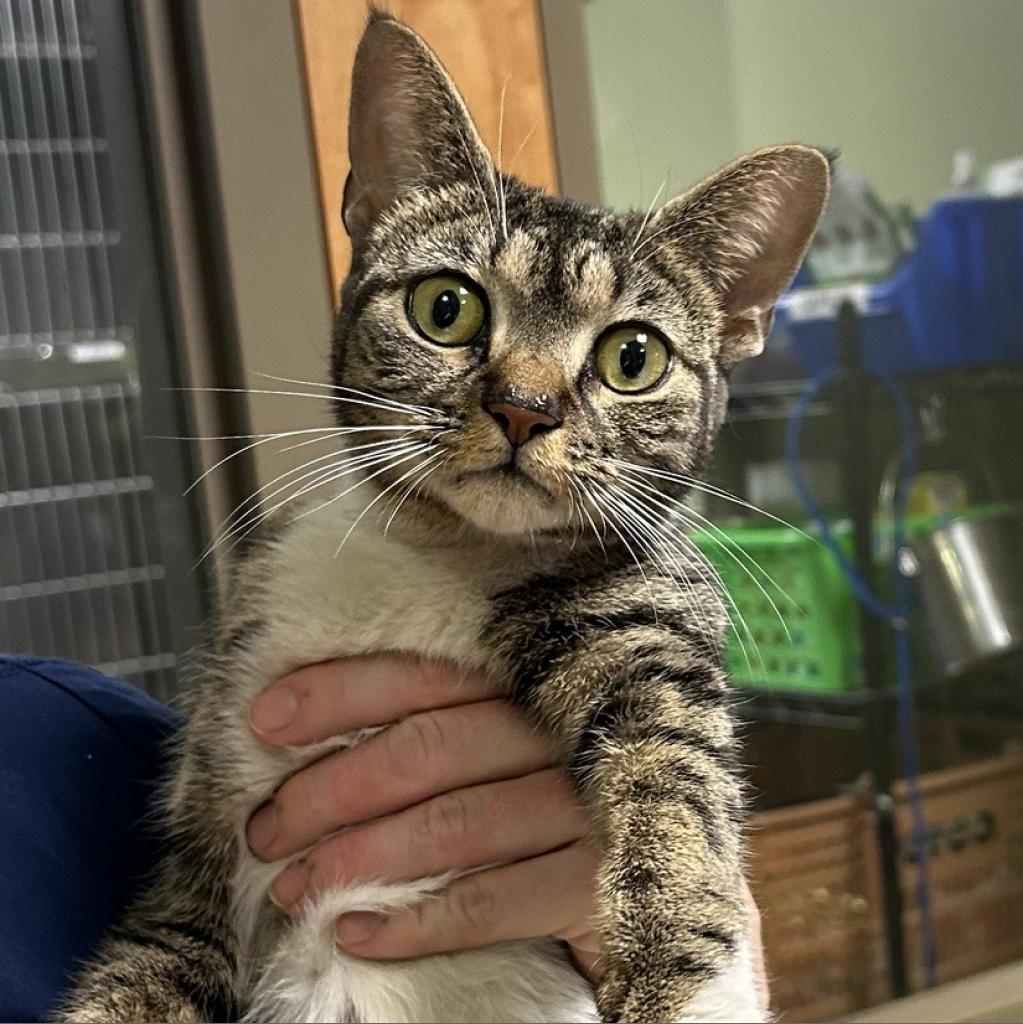 Mirepoix, Adoptable, Adult Female Domestic Short Hair.