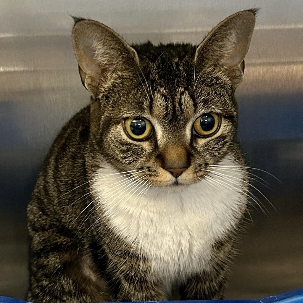 Enlarge Mirepoix, a Adoptable Domestic Short Hair in Baltimore, MD image 2/2