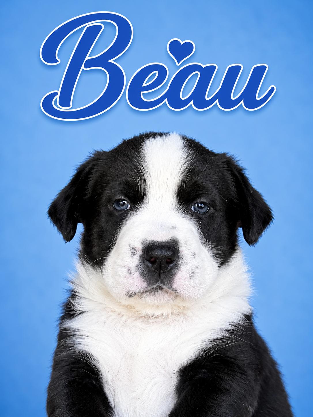 Beau, Adoptable, Puppy Male Australian Shepherd & Border Collie.