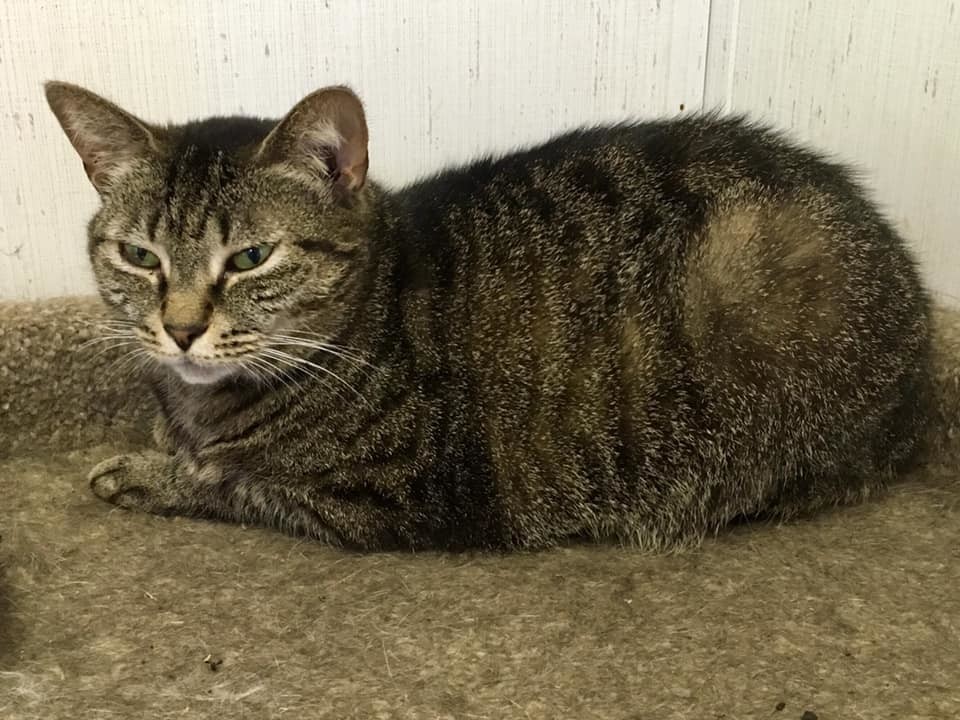 Miami, a Adoptable mixed breed in Stuart, VA image 1/2