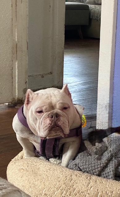 Lady Eloise, a ADOPTABLE Miniature Bull Terrier in West Hollywood, CA image 3/6