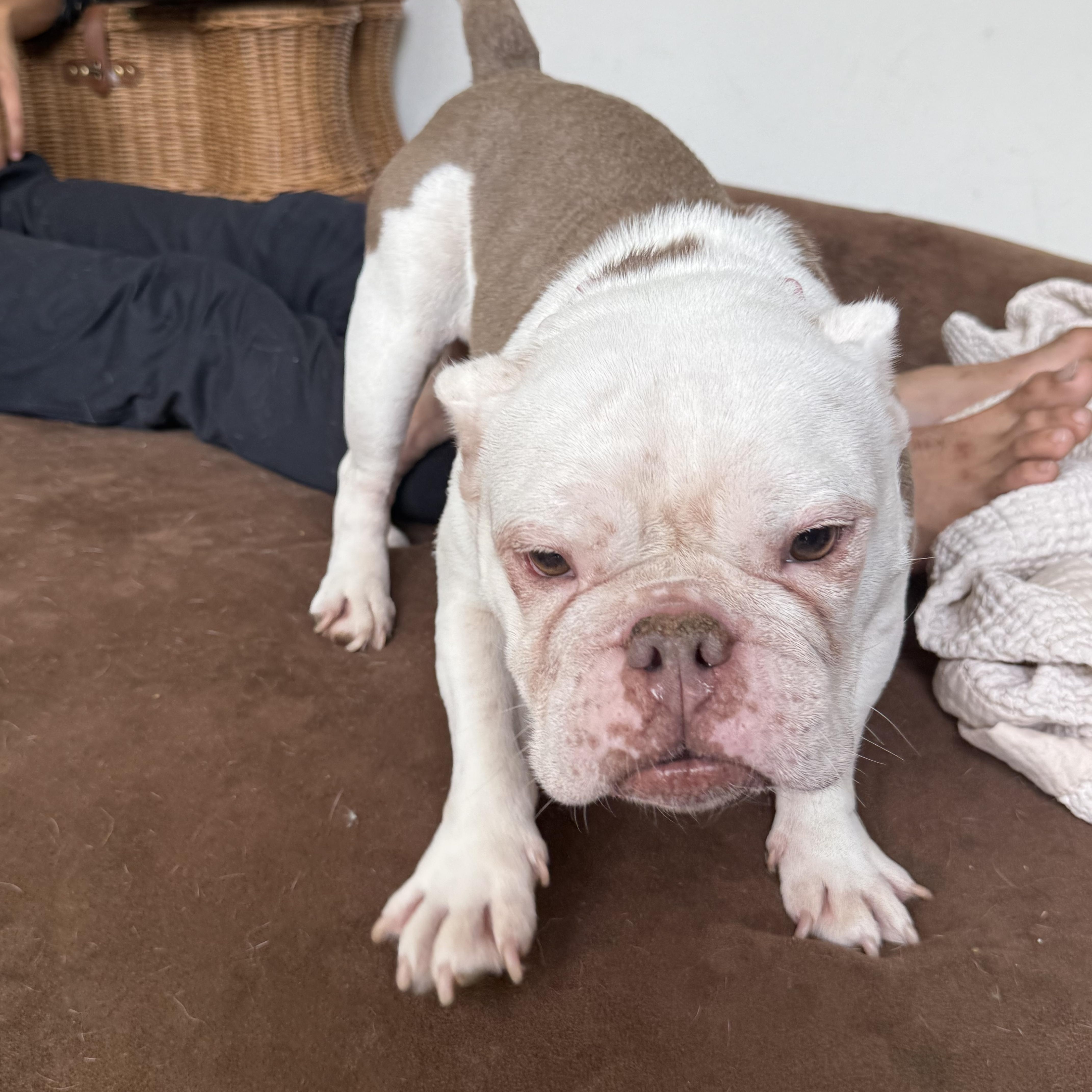 Lady Eloise, a ADOPTABLE Miniature Bull Terrier in West Hollywood, CA image 2/6