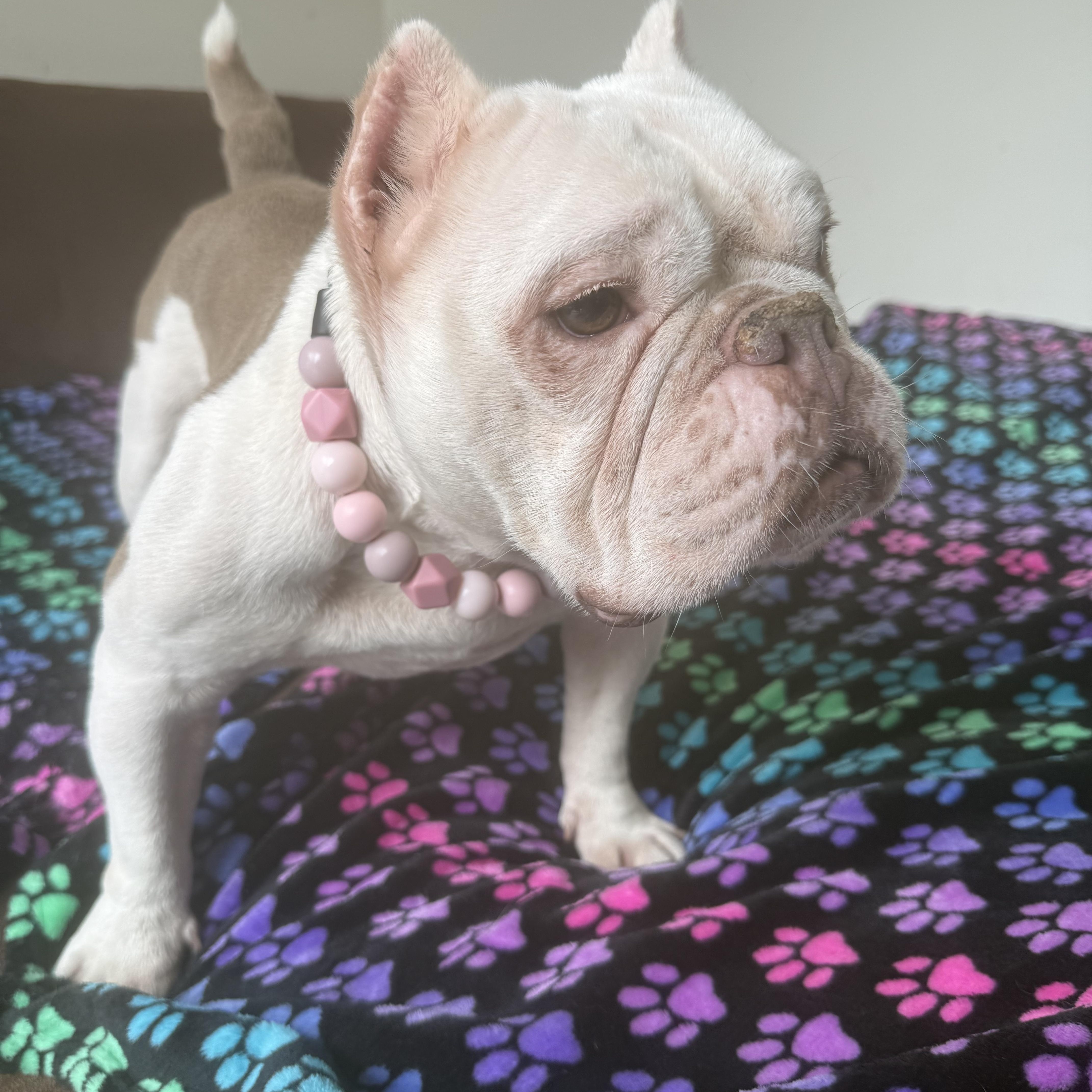 Lady Eloise, a ADOPTABLE Miniature Bull Terrier in West Hollywood, CA image 6/6