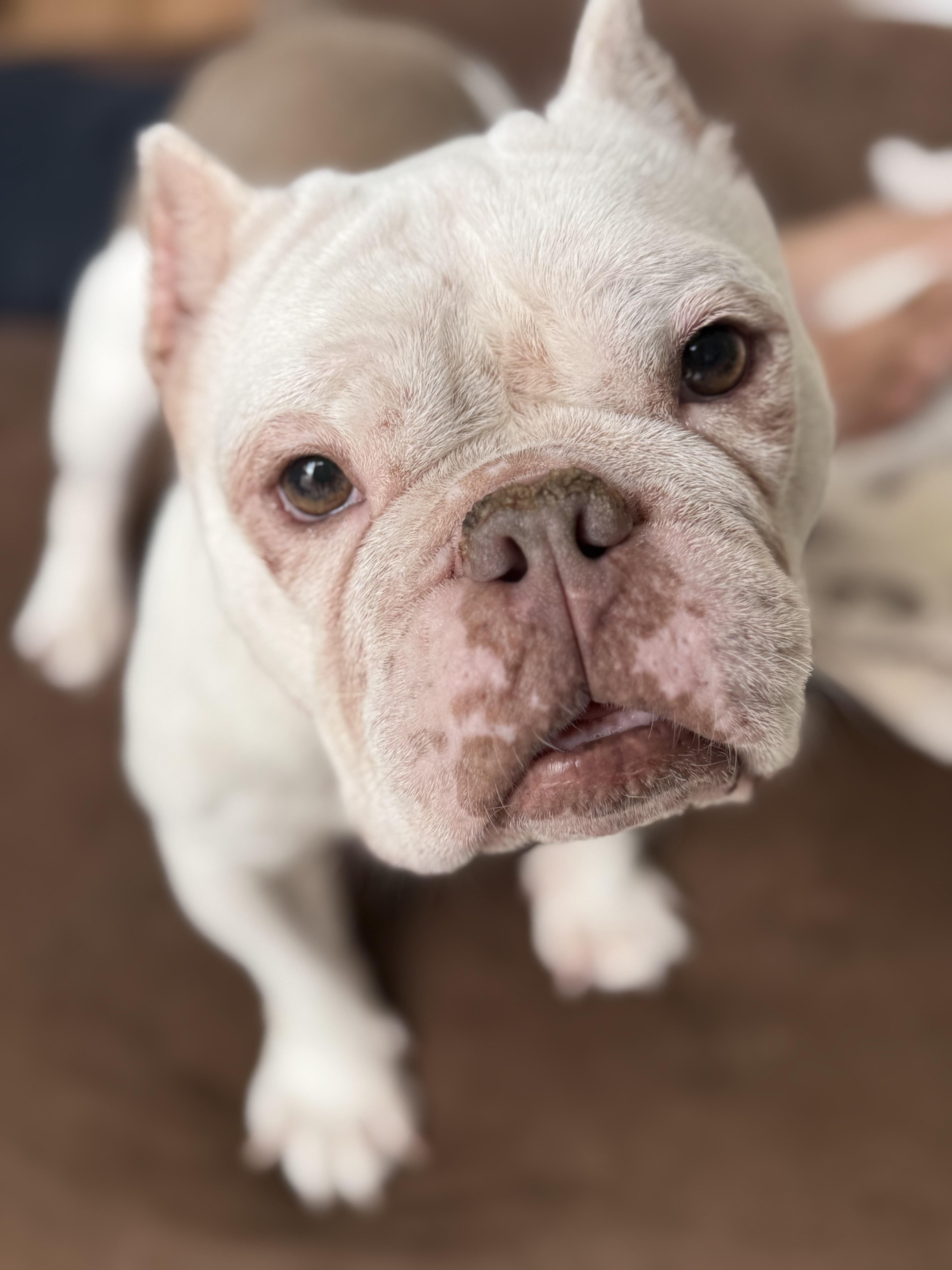 Lady Eloise, a ADOPTABLE Miniature Bull Terrier in West Hollywood, CA image 1/6