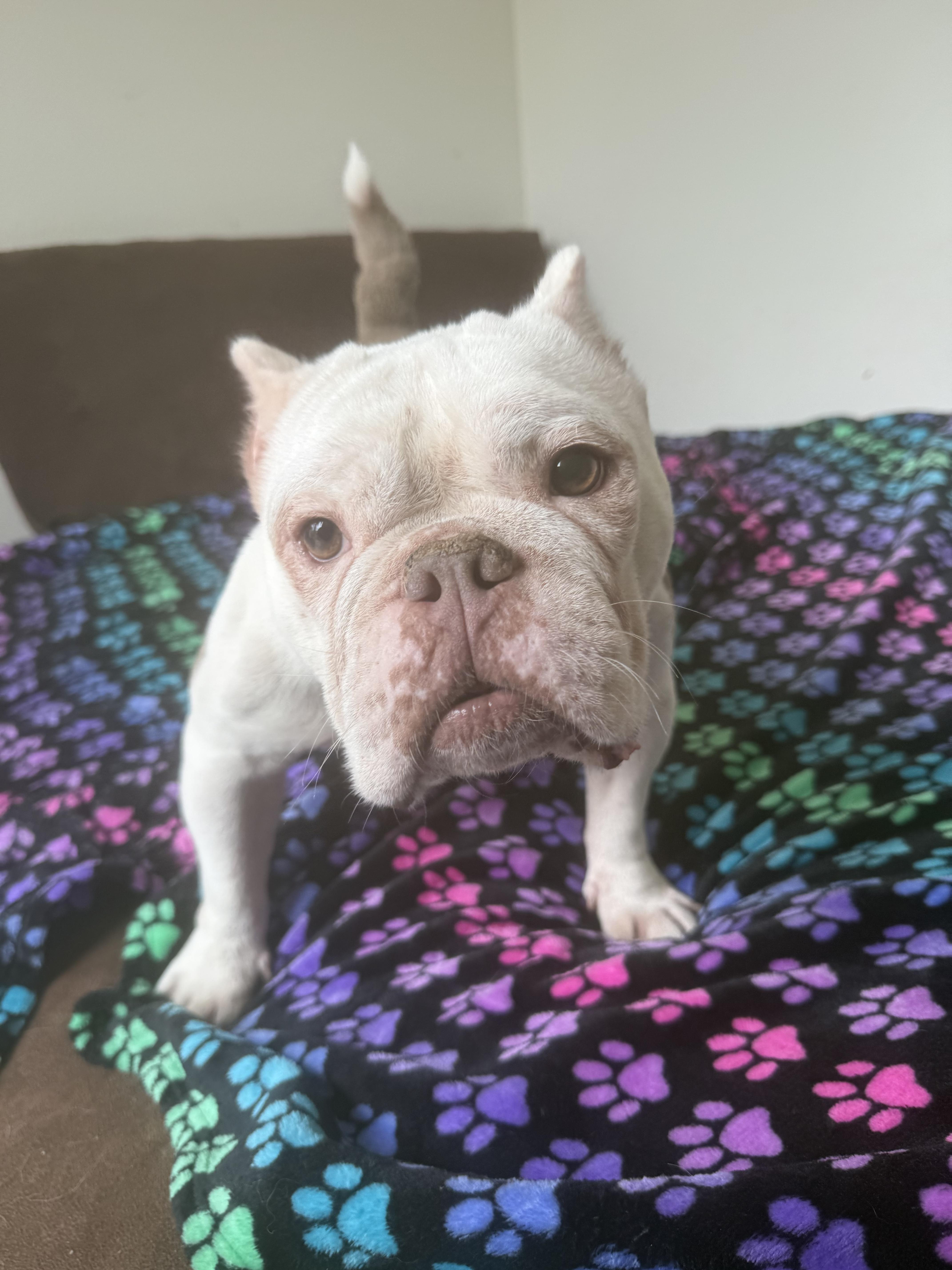 Lady Eloise, a ADOPTABLE Miniature Bull Terrier in West Hollywood, CA image 5/6